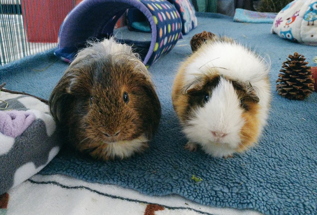 charlie_piggie's tweet photo. Pretty sure they did something bad, but Mama never found out what 🤔 #itwasntme #guiltyfaces https://t.co/9BcQeMiJ0p