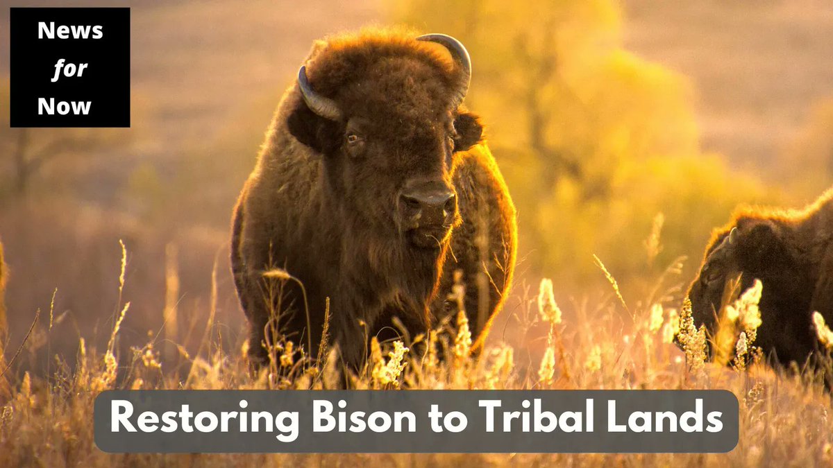 ANF1952's tweet photo. The @ITBCBuffNation is at the forefront of bringing back buffalo which were once on the brink of extinction, restoring 20K buffalo to 76 Nations since 1992.
Read more at @CivilEats:
https://t.co/qmQlf2qDCu
#wildlifepreservation #firstnationspeople #bisonconservation https://t.co/p6ihIqRb8y