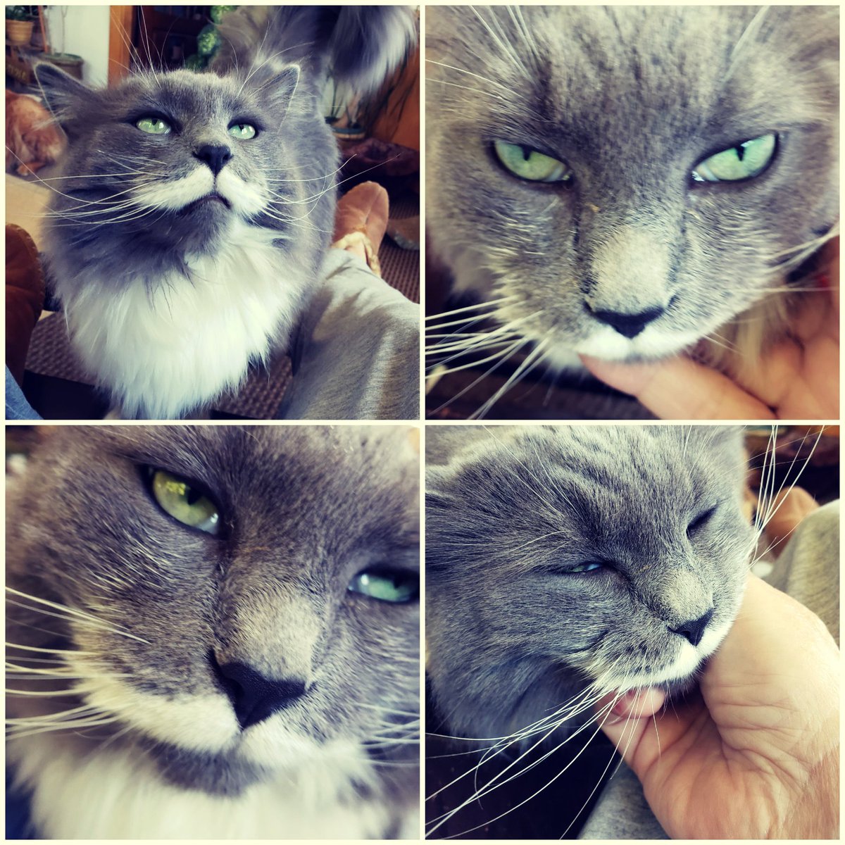 getheller1006's tweet photo. Happy #Caturday from #Misstache she says it's "get yoself some scritches Saturday# #adoptdontshop #rescue #catswithmustaches https://t.co/L1gFlsvUze