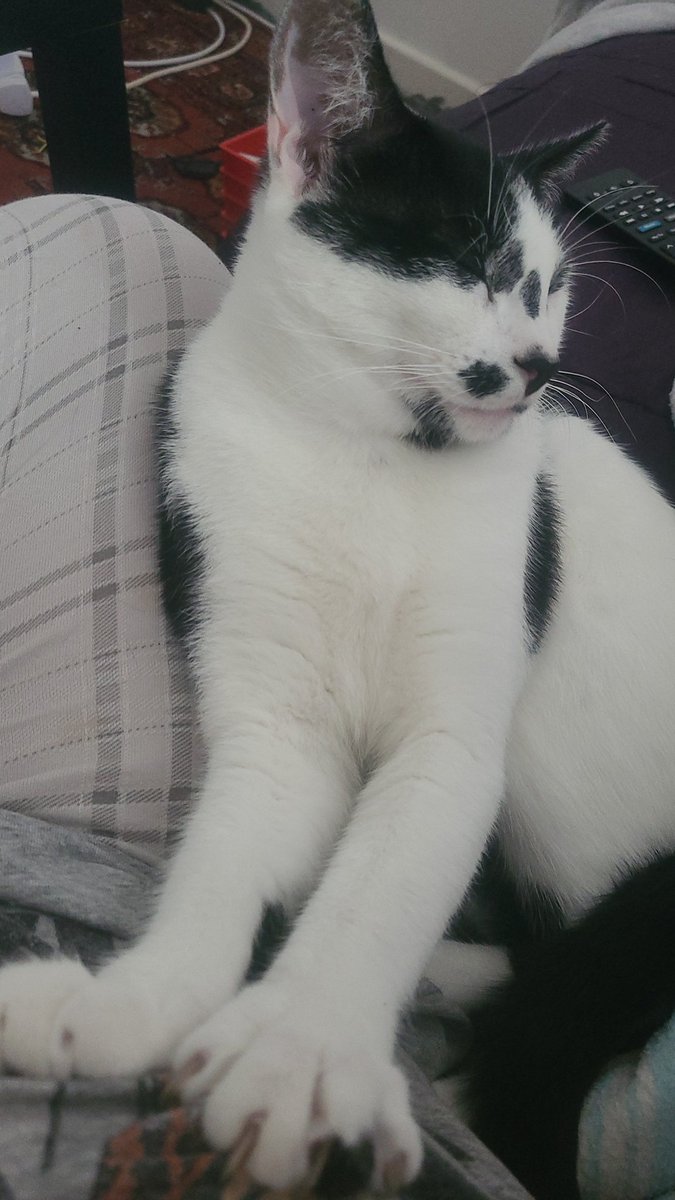 Toxic Angel 😇 tweet media