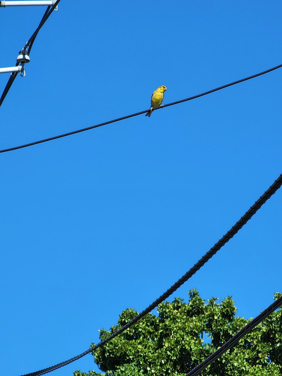 RJWarriorrr's tweet photo. Bird watching in #CapitolView DC!
Look what couple came to visit my @DOEE_DC Riversmart bayscape! https://t.co/QyMNAghU06