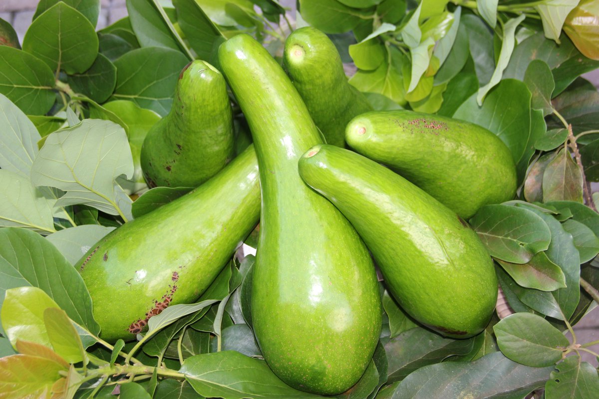 carlosdlt280's tweet photo. Russell #avocado #aguacate a bit behind this year in #SouthFlorida but ready now. #FreshfromFl #TropicalFruit #Redlandraised #Tropicalavocado https://t.co/Ku4kUoanyL