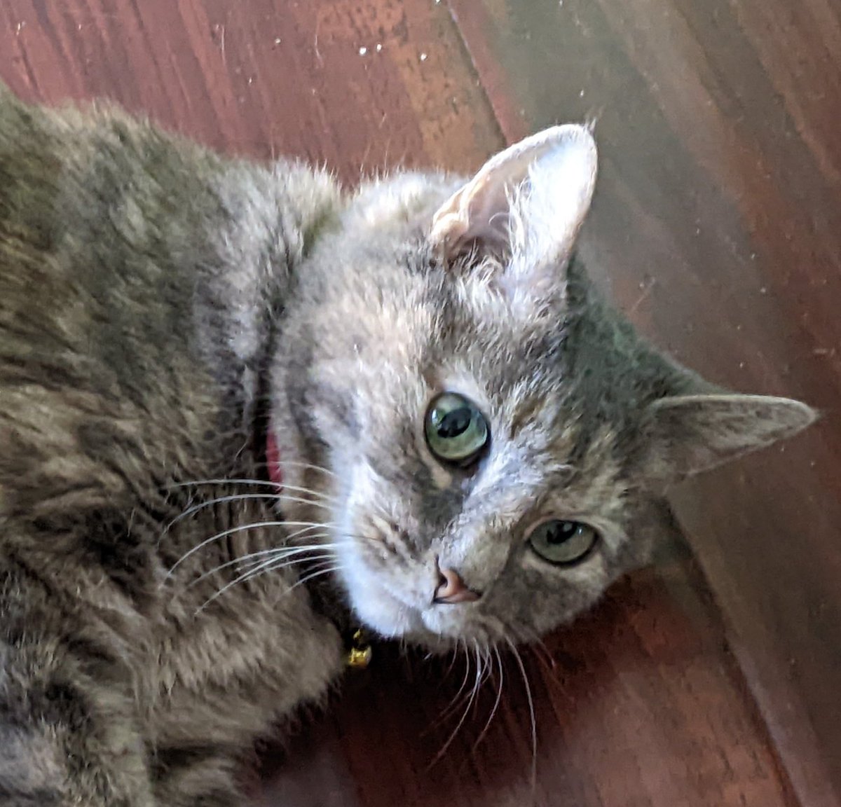 The face the party gives you when you announce "I cast fireball" and they are a little too close to the range. Happy Caturday little gems!

#CatsOfTwitter #caturday #dndcat #dndcats #tabaxi #fireball #dnd #dnd4life #dndstreamer #tpk #twitch