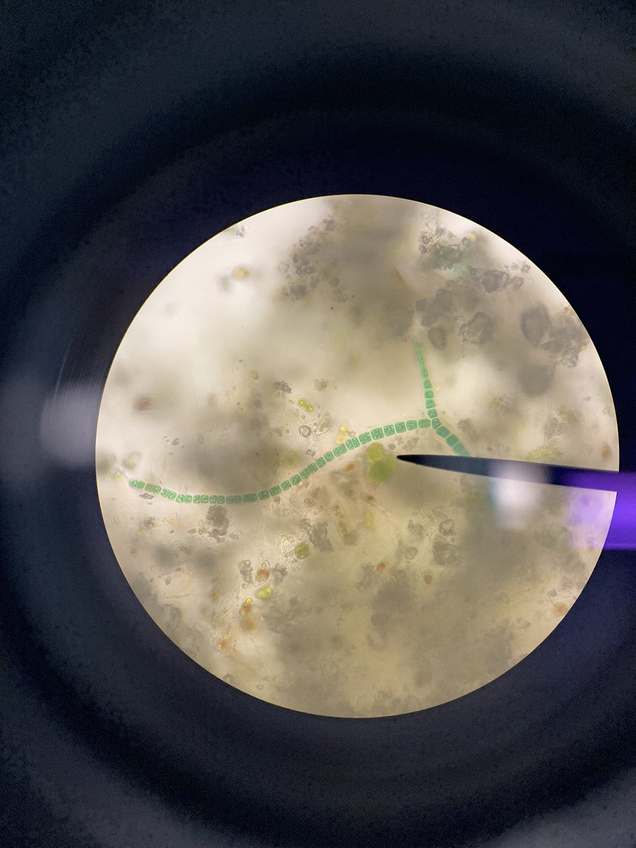 aquatic_abby's tweet photo. Thinking it's the same thing as what I saw a month prior in the same lake. Also 400x. True branching? https://t.co/NEXSEzRUix