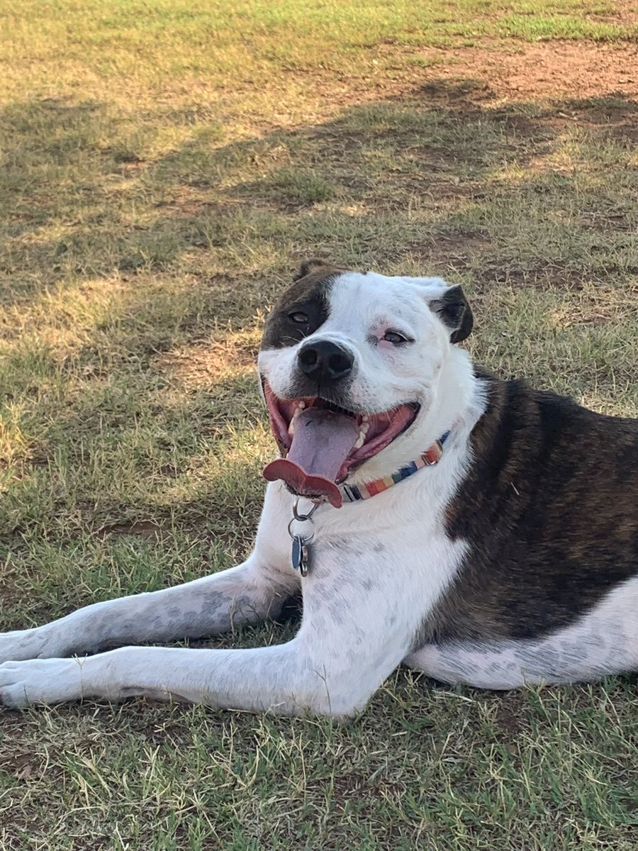 OkiePoky's tweet photo. I found the shade grass at the dog park! Don’t worry tho. I share.  #OkiePoky #ZSHQ #amstaff #staffies #staffiesoftwitter #rescuedog #rescuedogsoftwitter #goodboy #doggo #muttskickbutt #rescueismyfavoritebreed https://t.co/aprk3Ds3So