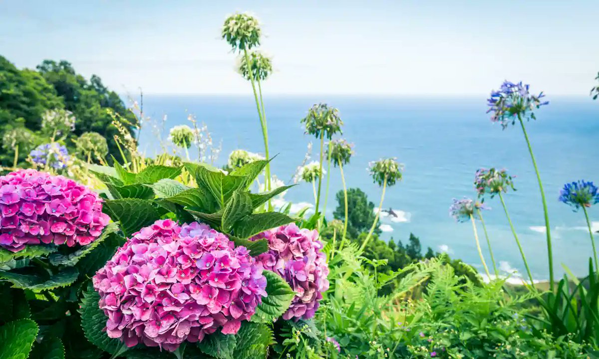 CasaBrisa's tweet photo. #beautiful #hydrangeas and #Agapanthus in #bloom #awesome #scenes in the #Azores #Portugal #botany #plants #flowers #love #nature https://t.co/54ZxXuRmoE