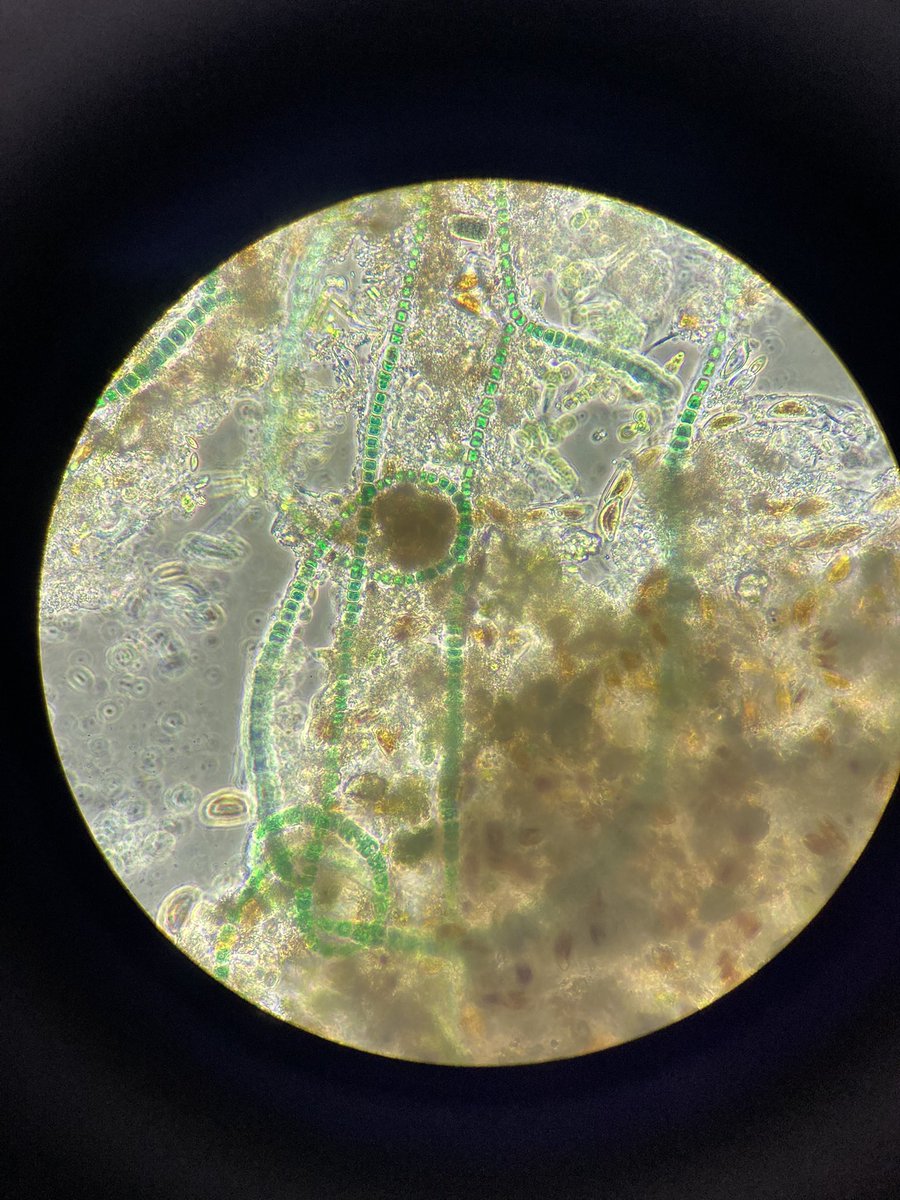 aquatic_abby's tweet photo. A day late to #phycologyFriday and getting stumped again with an attached cyano ID. No heterocytes present. It's moniliform?Thought it had true branching but got to a point in the key where only false was mentioned... hints? Photos at 400x, 2nd pic is zoomed in. https://t.co/CblroEC2eV