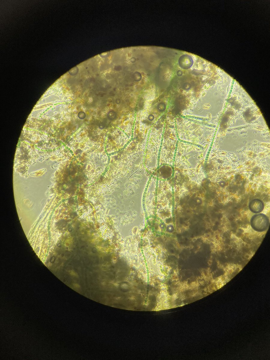 aquatic_abby's tweet photo. A day late to #phycologyFriday and getting stumped again with an attached cyano ID. No heterocytes present. It's moniliform?Thought it had true branching but got to a point in the key where only false was mentioned... hints? Photos at 400x, 2nd pic is zoomed in. https://t.co/CblroEC2eV