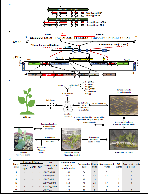 Hortres's tweet photo. Precise exogenous insertion and sequence replacements in poplar by simultaneous HDR overexpression and NHEJ suppression using CRISPR-Cas9 
@OxfordJournals
Learn more in the latest paper from #Horticulture #research
https://t.co/zKJI2xgoRb https://t.co/6tZyzayvwO