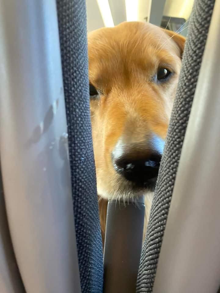 perritos_qctd's tweet photo. Hola, pasajeros https://t.co/HBDfNW7Kka