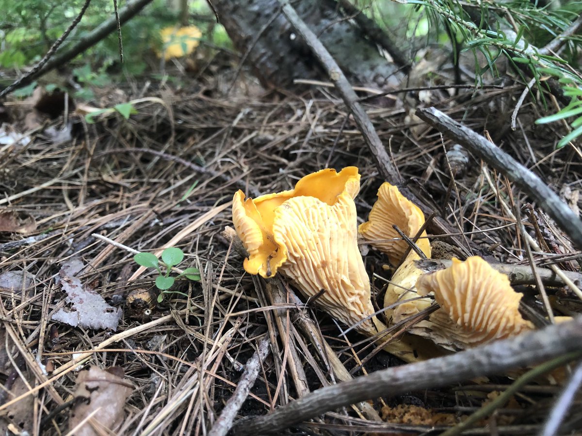 NipissingTrails's tweet photo. These lovelies make the portage extra worthwhile . #WasiRiver #chanterelles #portaging https://t.co/qLm545yATr