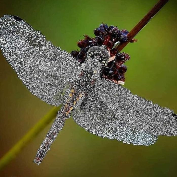 Simonal65407906's tweet image. 