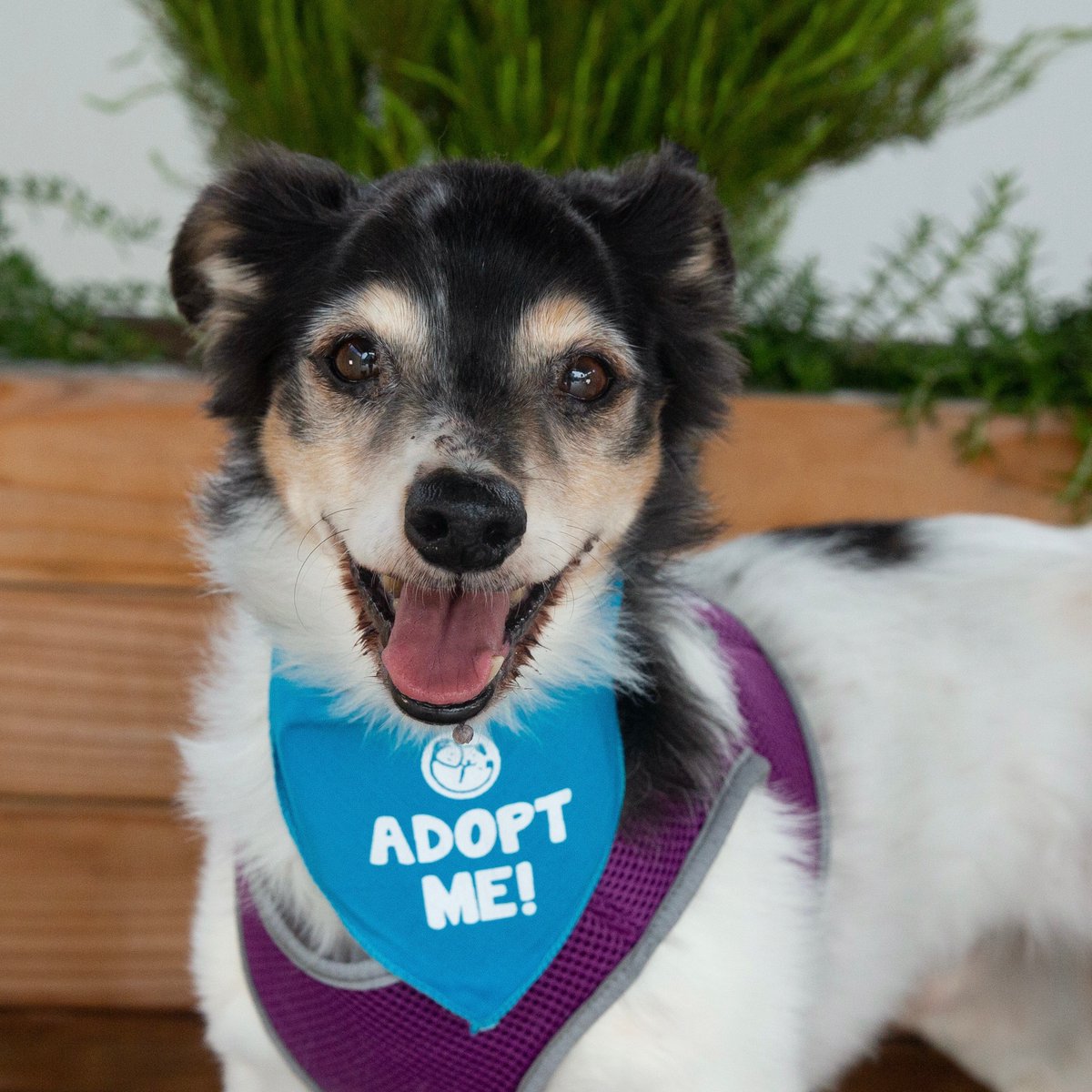 peace_rescue's tweet photo. ADOPT: Sheldon Cooper
Terrier | Male | 12 y/o | 18 lbs
https://t.co/SFVtzlAHqD
Sheldon Cooper is a dog of many talents. He loves long walks and snuggling! This smart boy is mellow and gets along wonderfully with other dogs.
#terrier
#allgooddogs https://t.co/6XmgQDC2f4