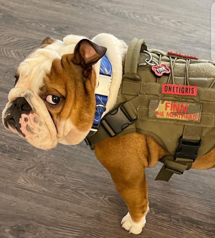 FrenchBulldogC4's tweet photo. #frenchbulldog #frenchie #frenchiesofinstagram #dogsofinstagram #dog #frenchies #frenchielove #puppy #bulldog #frenchiepuppy #frenchbulldogsofinstagram #dogs #frenchieoftheday #frenchielife #puppylove #frenchiesociety #frenchbulldogs #bulldogfrances #frenchiegram #puppies https://t.co/yPmxUChi39