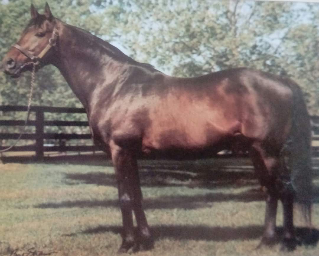 HORSERACING1002's tweet photo. KEY TO THE MINT🇺🇸 (GRAUSTARK)#KeyToTheMint a G1 Stakes winner in 🇺🇸 . 1972 champion 🏆 3yo Colt. Sired 49 sw. A Virginia bred Colt stood at Greentree farm and @Gainesway https://t.co/Xg9j3Qz69A