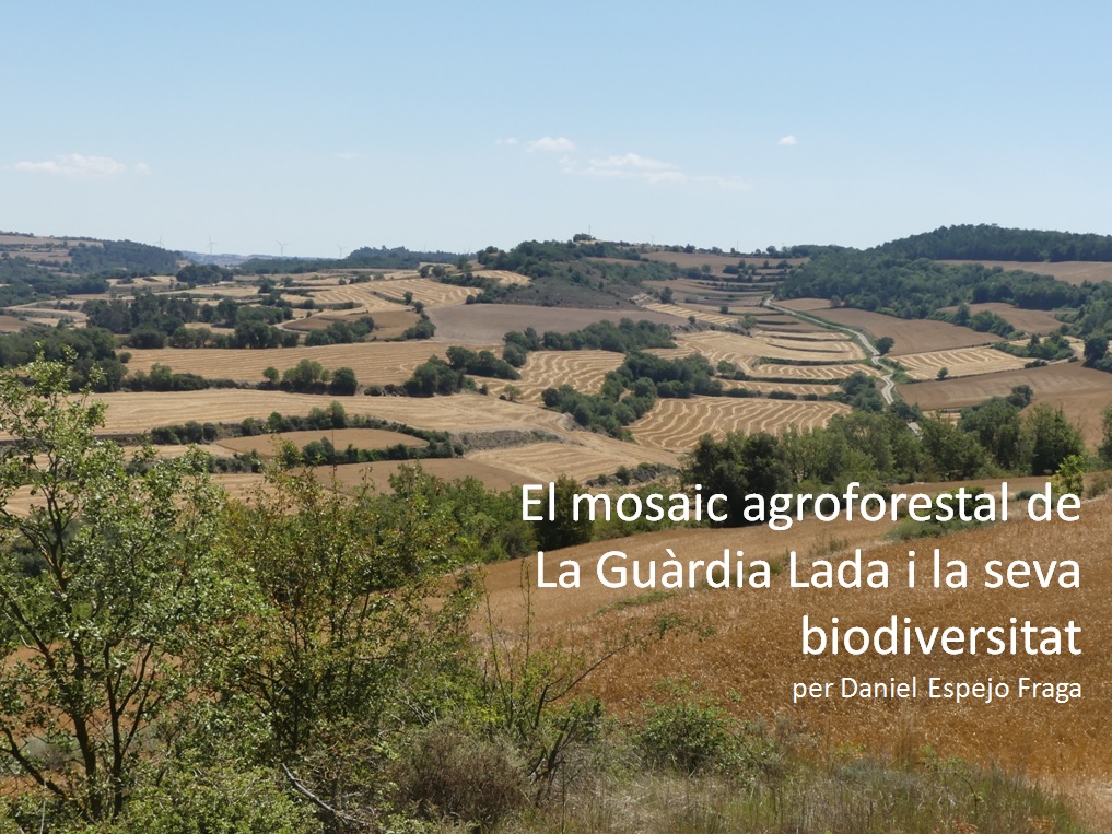 daniesfra's tweet photo. En La Guàrdia Lada, a la sub-comarca segarrenca de Els Comalats, dominen els cultius herbacis de secà (71,8% supf) com a hàbitat encara ric en elements que afavoreixen la biodiversitat: marges arbrats, terrasses amb murs de pedra seca, cabanes. #LaGuardiaLada #laSegarra https://t.co/hGJZP4iHBM