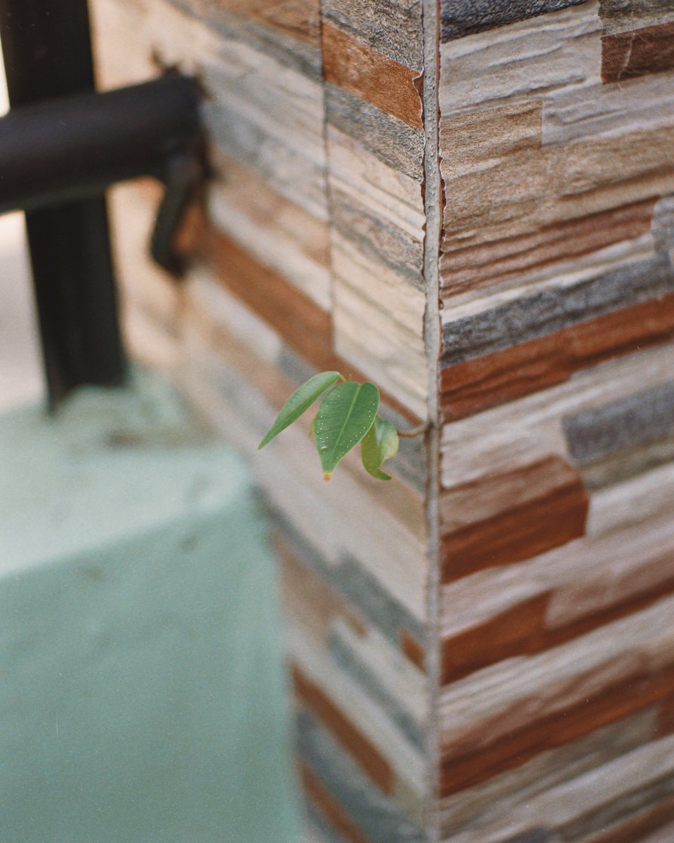 ijonrobles's tweet photo. what i see 📸 shot on #SonyNEX6 #35mm f/1.7 // #photography https://t.co/sIElFgsW6n