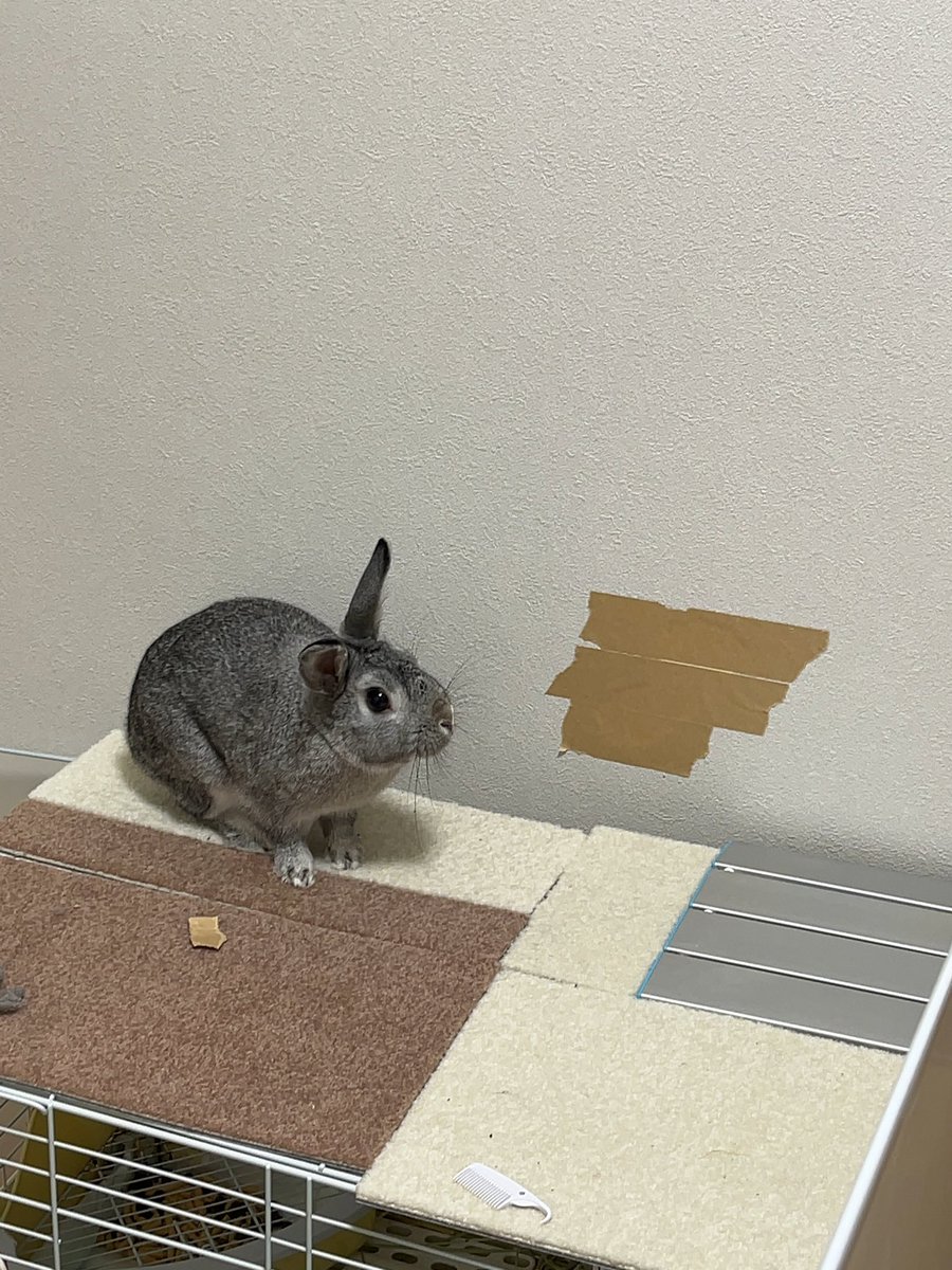 utan2021's tweet photo. きょうのう〜たん！

う〜たんとうとう壁までガジガジ…😇

#rabbit #bunny #animal #うさぎ #うさぎのいる生活 #うさぎのいる暮らし #うさぎ好きさんと繋がりたい #動物 #どうぶつの森 #う〜たんちゃんねる #被害 #器物破損 https://t.co/bf6O4ZL73p