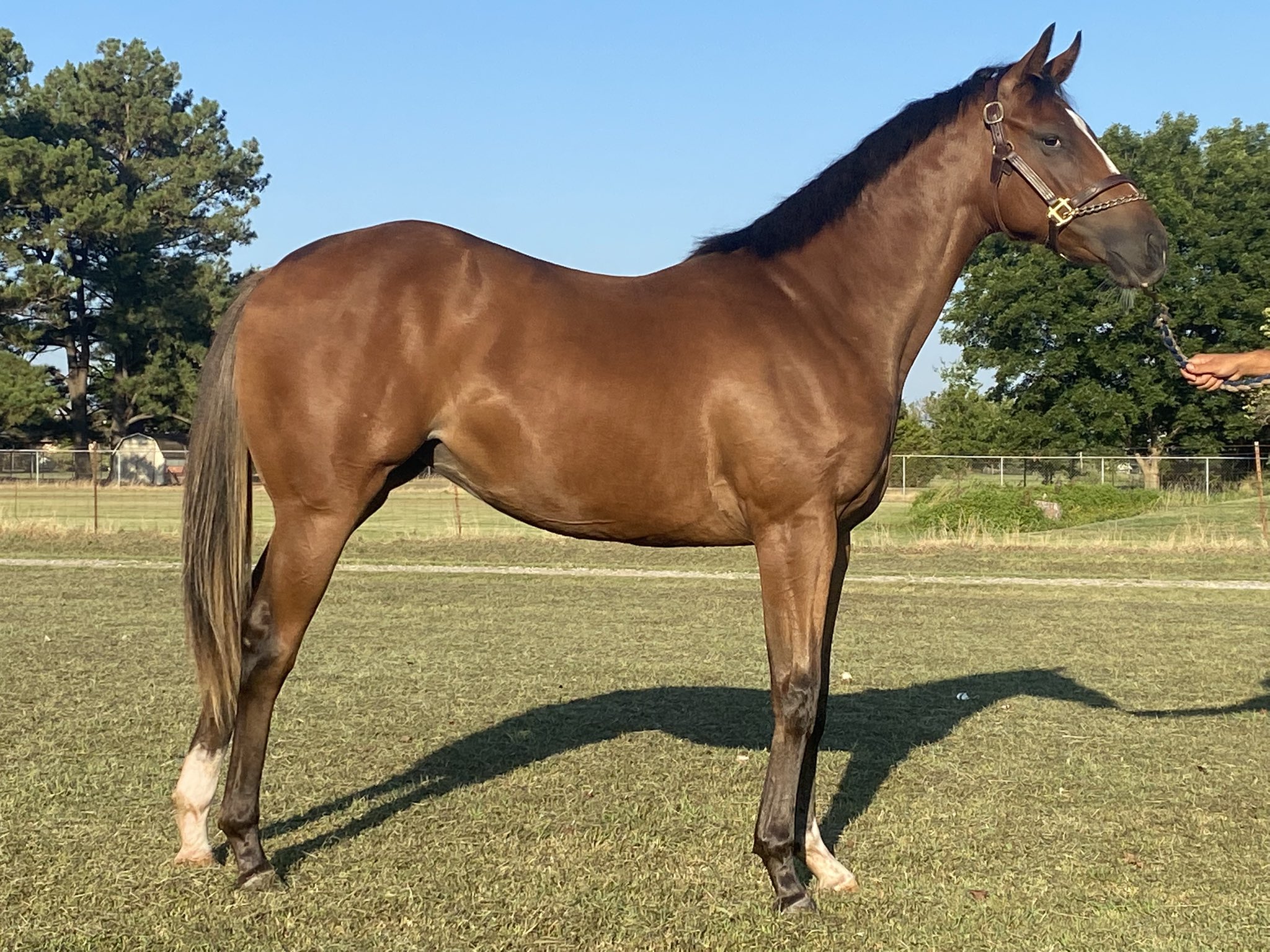 Cody Mccart on Twitter "Hip 45 in the August 29th Texas Thoroughbred