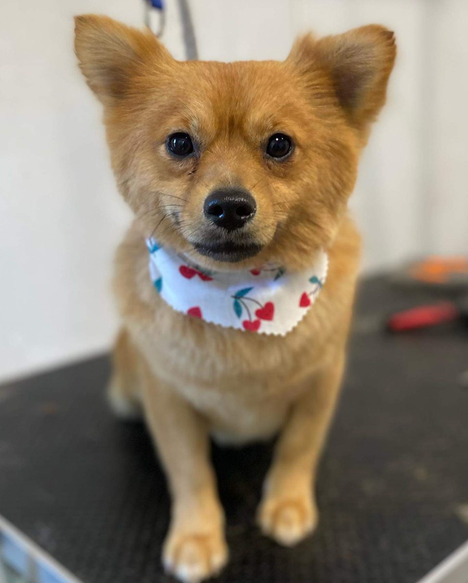 Mykee_Suddaby's tweet photo. Squeaky clean pooches ready for jolly bobs on Monday ๐ค๐ค๐งก๐พ
#CleanDogs #Chihuahua #Pomeranian #BorderCollie https://t.co/b2OVOcVjR5