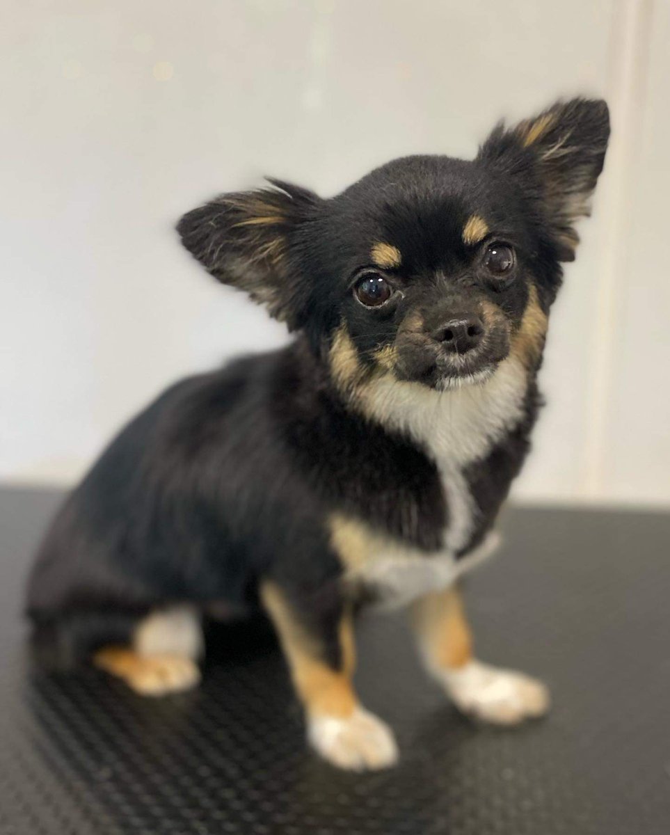 Mykee_Suddaby's tweet photo. Squeaky clean pooches ready for jolly bobs on Monday ๐ค๐ค๐งก๐พ
#CleanDogs #Chihuahua #Pomeranian #BorderCollie https://t.co/b2OVOcVjR5