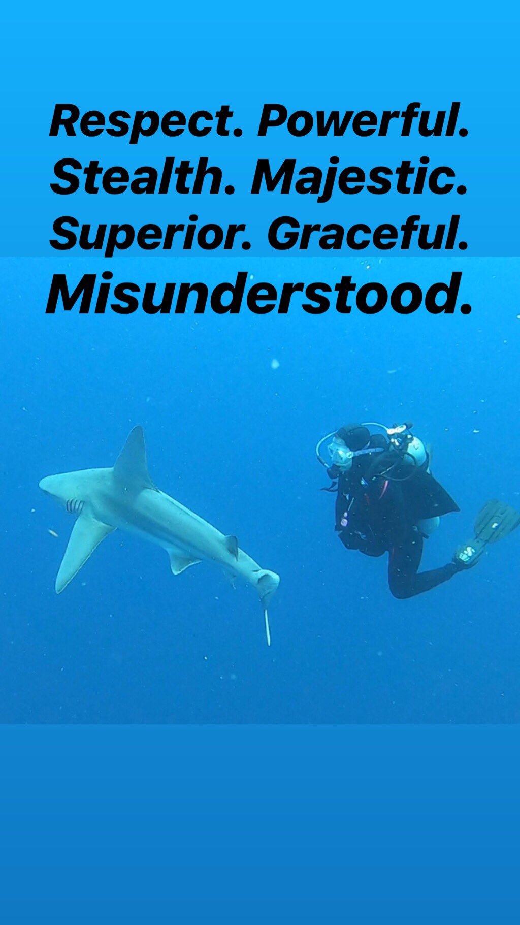 Shark Angels on Twitter: "What's your one word to describe a shark? # ...