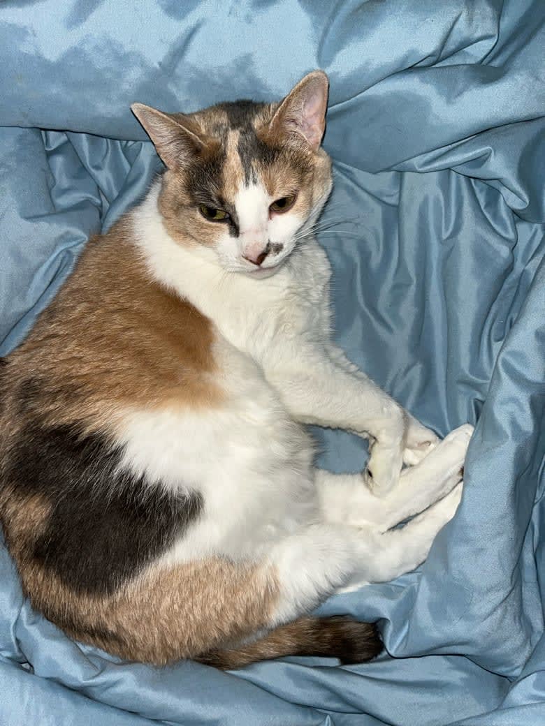 MobilePSP's tweet photo. Gizmo is ready for a Caturday morning nap! 💚🐾🤗 😻 Happy CATurday everyone! SHARE a picture of your cat or kitten with us! #petsuppliesplus #pspmobile #minusthehassle https://t.co/0VyeKGOGh2