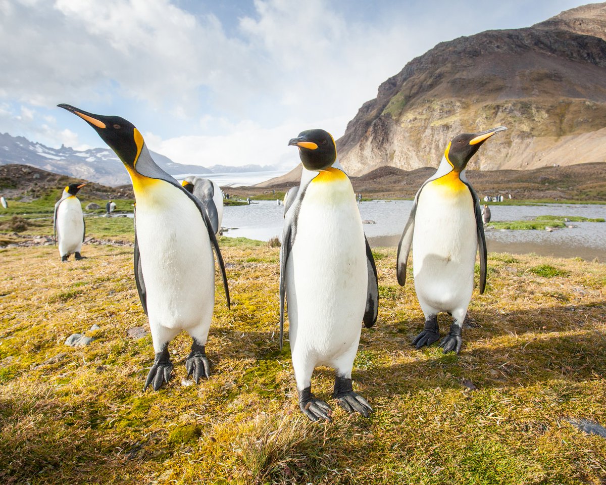QuarkExpedition's tweet photo. Look at this King penguin welcoming committee! 😍
South Georgia's rich and abundant wildlife is something you'll remember forever! → https://t.co/mkPPePALbL
#SouthGeorgia #Penguins #AdventureTweets #SGSSI https://t.co/ZwqpJoFOt5