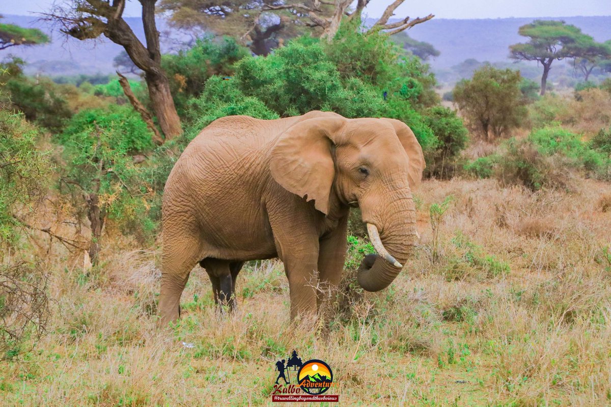 TME_254's tweet photo. #join our effort of #greening and #restoring the #great #Amboseli. Picture of the last #ecotourism project by #hummingbirdawards winners. https://t.co/3AsZdKmvkj