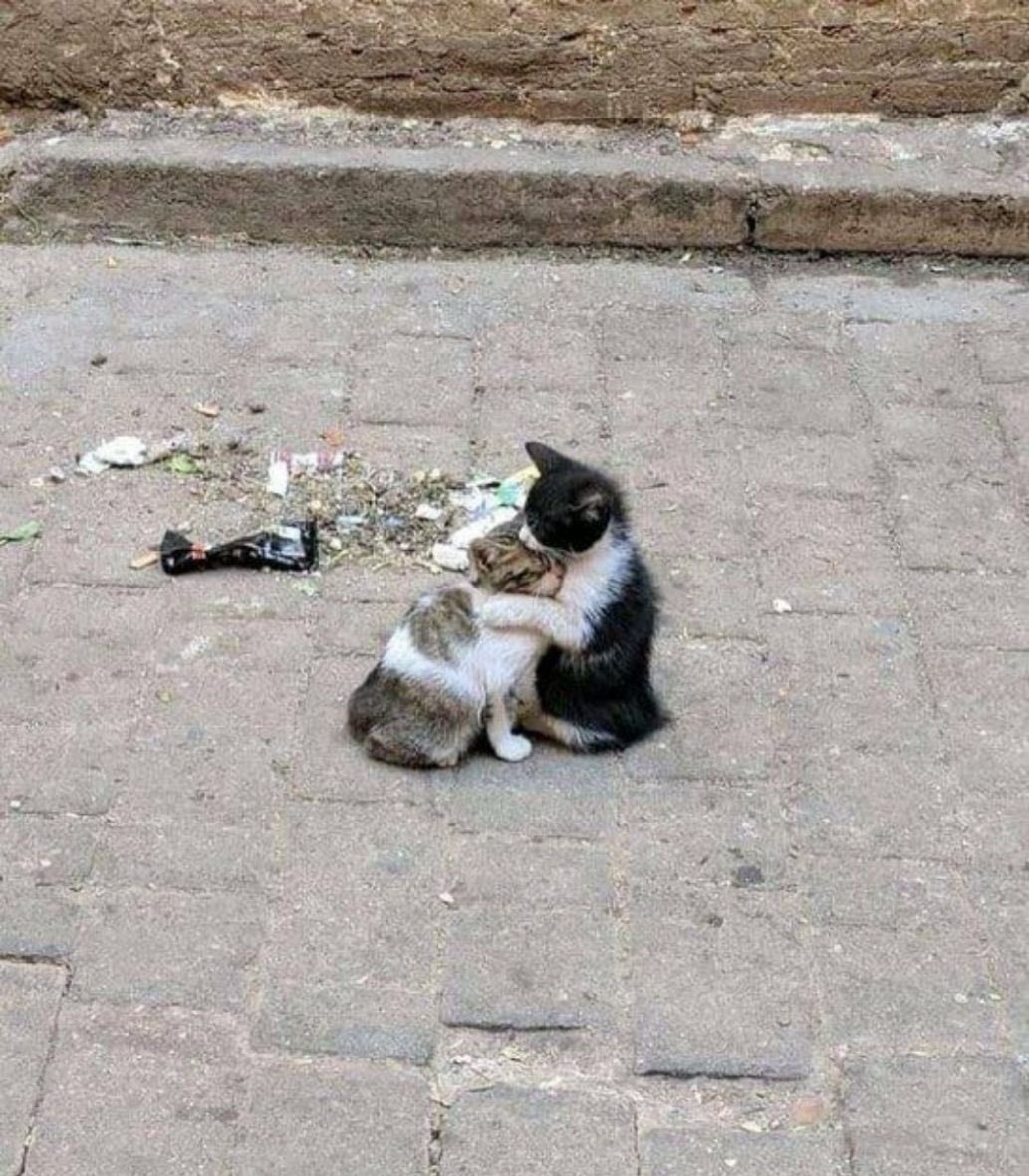 myosctis's tweet photo. / . you guys still alive? yes? cool. cool https://t.co/qFTRqB5OVj