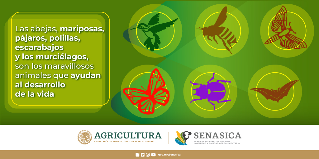 SENASICA's tweet photo. Para la reproducción de las plantas y semillas, ¡los #polinizadores! 🐝 🌼 https://t.co/g5S7T6Ajic