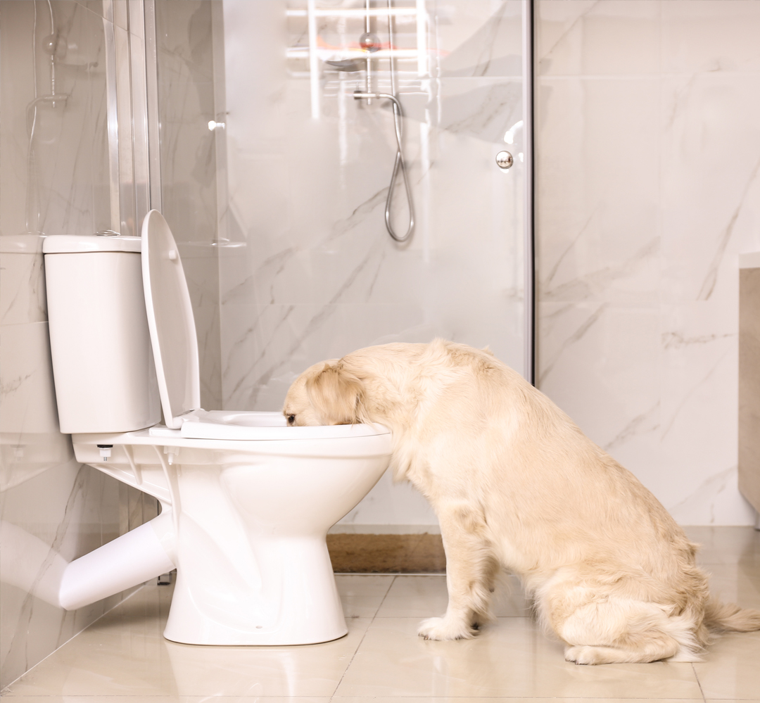 Perpetual__Well's tweet photo. We have a BETTER SOLUTION. Perpetual Well ensures your 🐶pet🐱 has constant access to a fresh, filtered bowl of water… that has overflow protection designed to never overflow or leak.
Learn More at https://t.co/B7hrtq17T7

 #dog #dogs #doggy #doghealth #doglovers #dogcare https://t.co/FvjFWimnfa