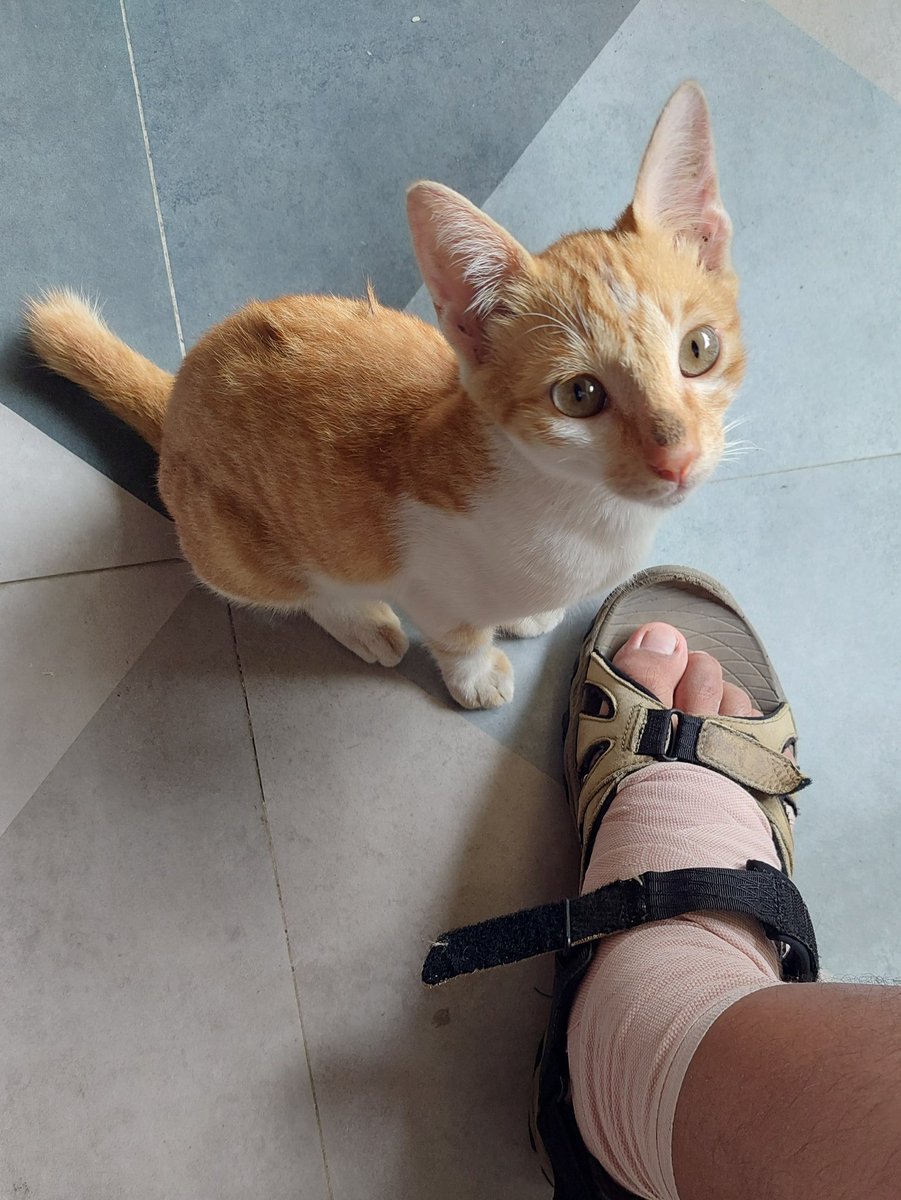JuanSinag's tweet photo. The kitty in the PT clinic. #TherapyKitty https://t.co/sqR8iQLn6t