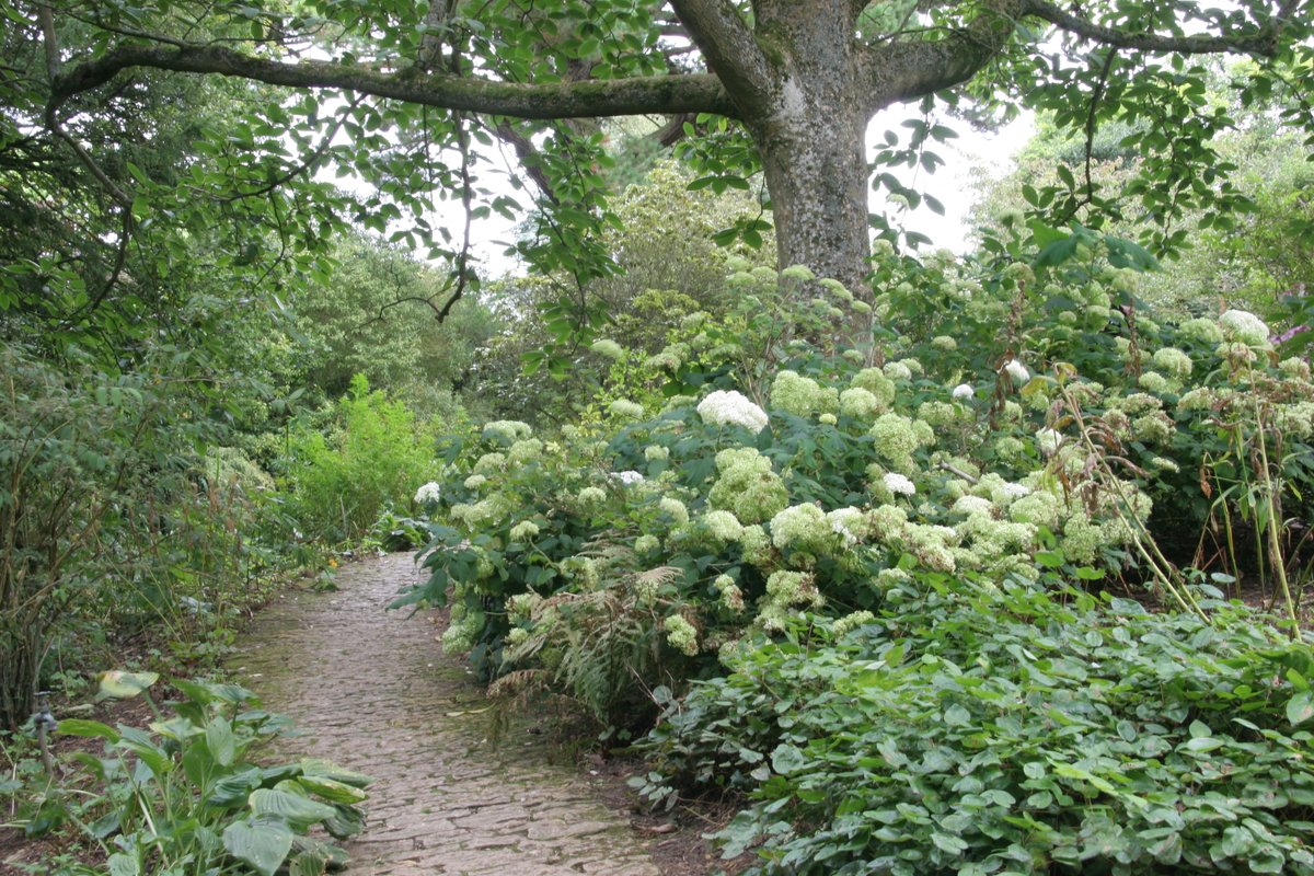 PottyPreston's tweet photo. A firm favourite this season is Hydrangea arbourensis Annabelle. I saw them looking absolutely amazing years ago at Hidcote. These #hydrangeas are absolute show stoppers and given the space to be big and positioned in dappled shade they can look outstanding.
#hydrangeaannabelle https://t.co/LJoNVjzfDd