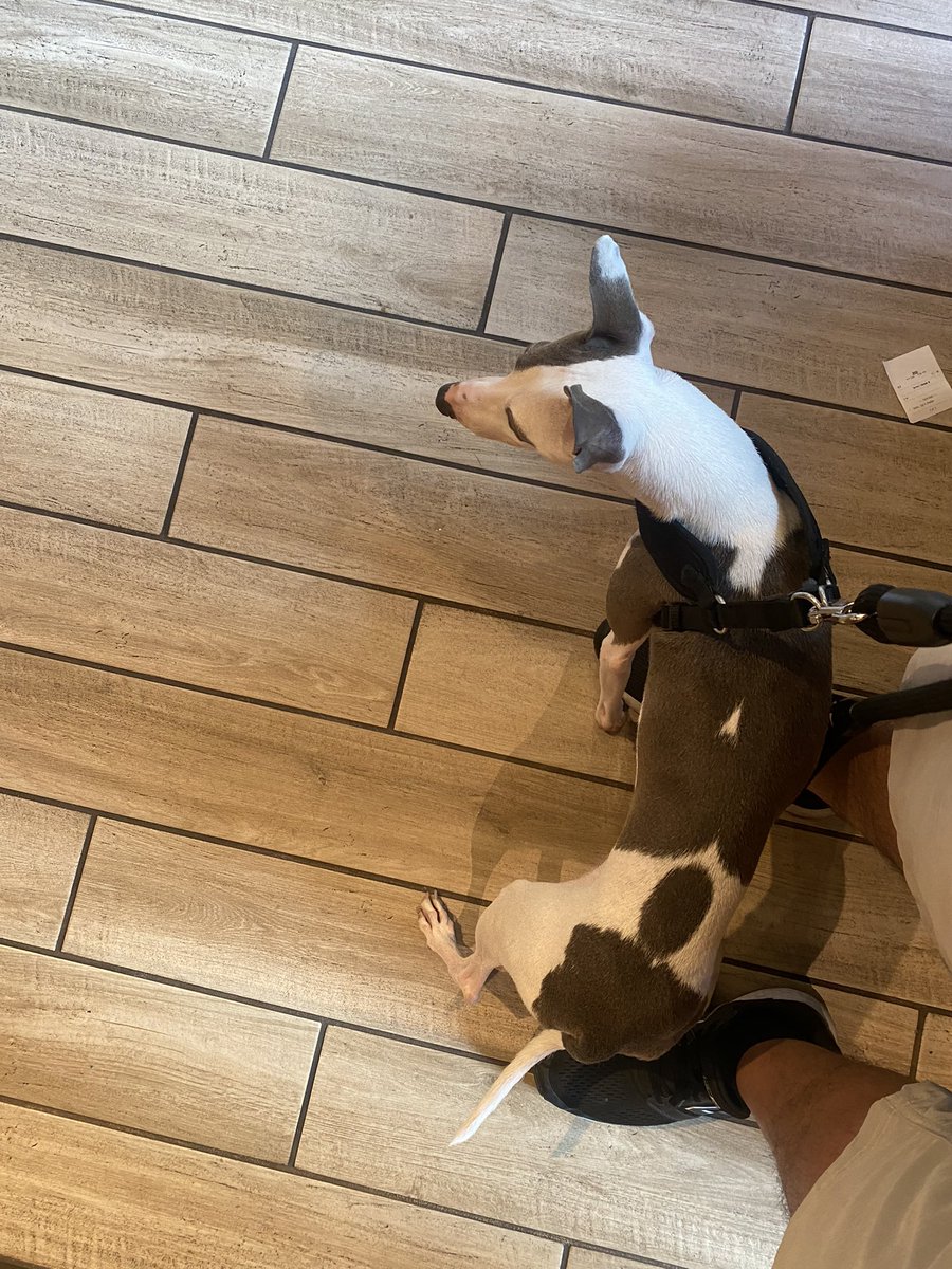 cesargraphics's tweet photo. @BadAssCoffeeHQ has a new location in downtown Phoenix but pups are being turned away. So had to go back to @Starbucks for the puppachino. 🤷🏻‍♂️🦮 #badasscoffee #Starbucks #dog #companion https://t.co/elQK2IB8uO
