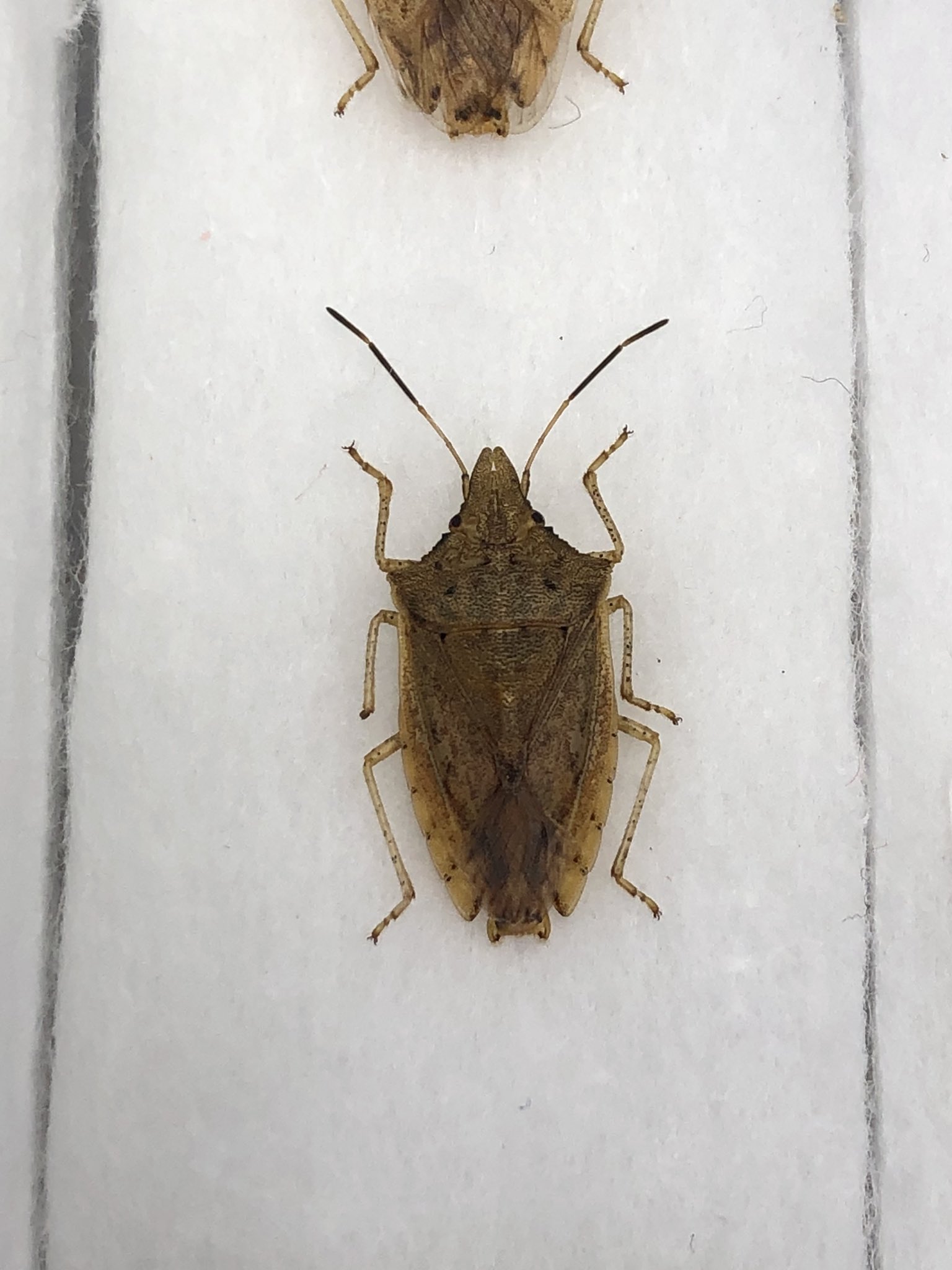 目から怪光線 トガリヒラタカメムシ 本土に最近入ってきて分布を広げているらしい A県産 もともとカメムシ屋なので見つけたら採ります トガリヒラタカメムシ カメムシ T Co 2oyfij8seu Twitter