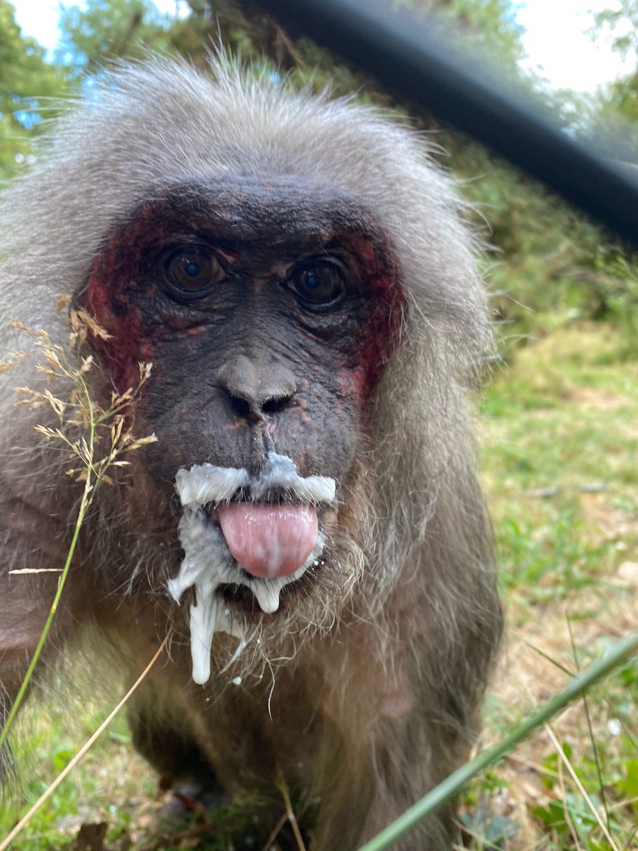MWApeRescue's tweet photo. Our stumpies LOVE their food- so you'd think they would make sure they didn't waste a single drop of a yoghurt treat! However, all seem to be very messy eaters! Love this one of Kelly, from PCS Elle. https://t.co/wlhAITEoSL