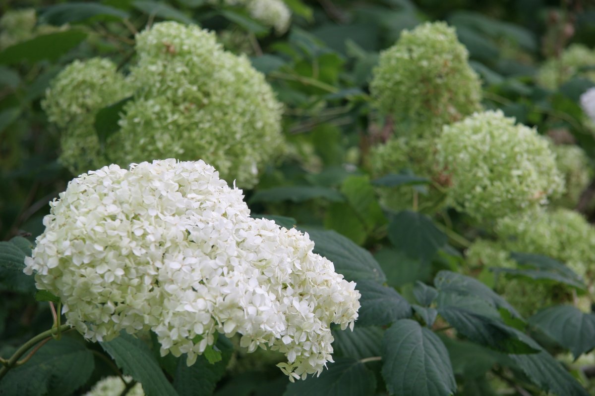 PottyPreston's tweet photo. A firm favourite this season is Hydrangea arbourensis Annabelle. I saw them looking absolutely amazing years ago at Hidcote. These #hydrangeas are absolute show stoppers and given the space to be big and positioned in dappled shade they can look outstanding.
#hydrangeaannabelle https://t.co/LJoNVjzfDd