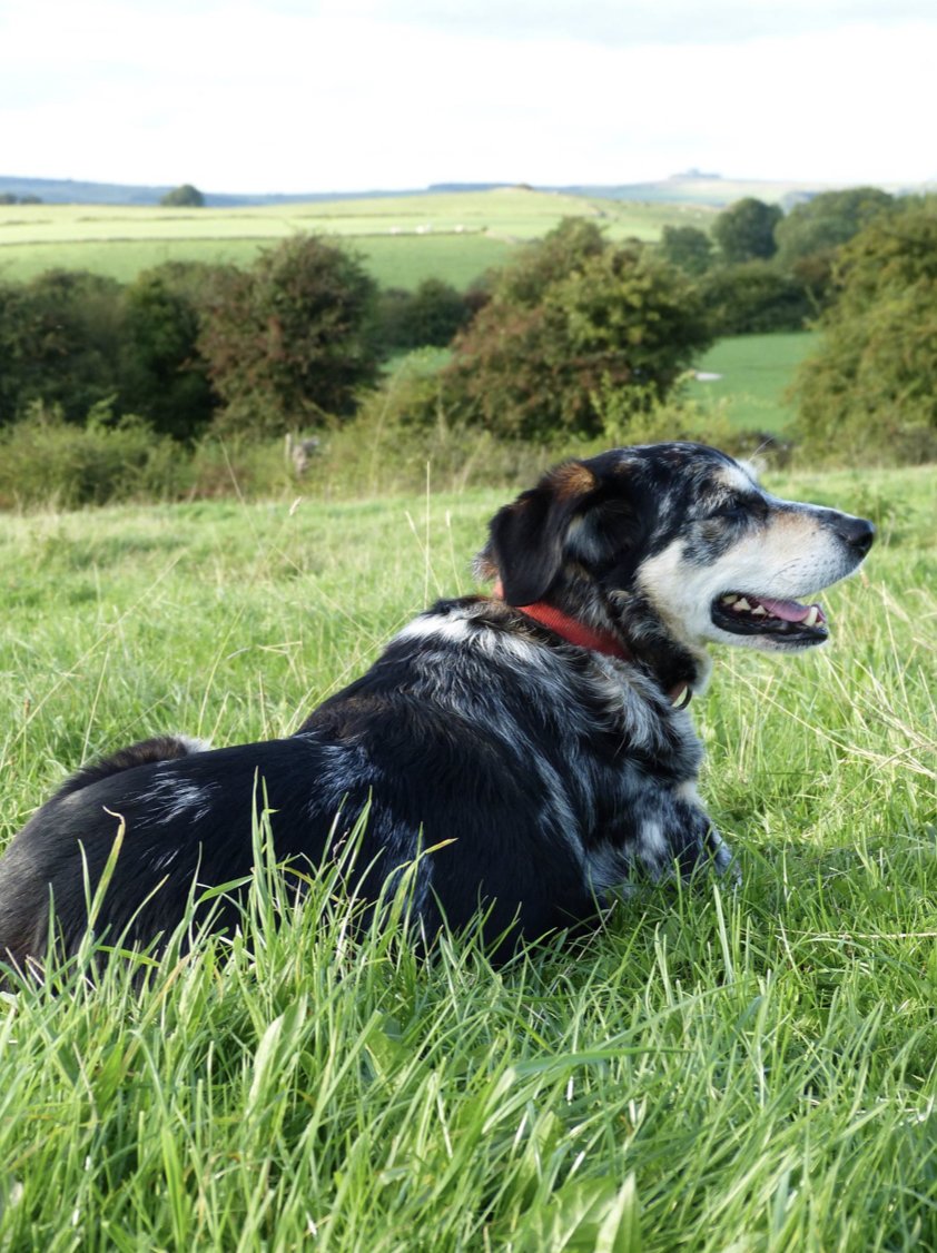 holidayfoxuk's tweet photo. This steading has a history (a long one); worked since prehistoric times, New House Farm is imprinted with traces of its vibrant past, making for an exciting site to visit!✨

🏕New House Farm
📍Derbyshire
🔗https://t.co/ThJ5AWkp9P

#Derbyshire #camping #intothewild #naturelover https://t.co/F1eQpOlD4g