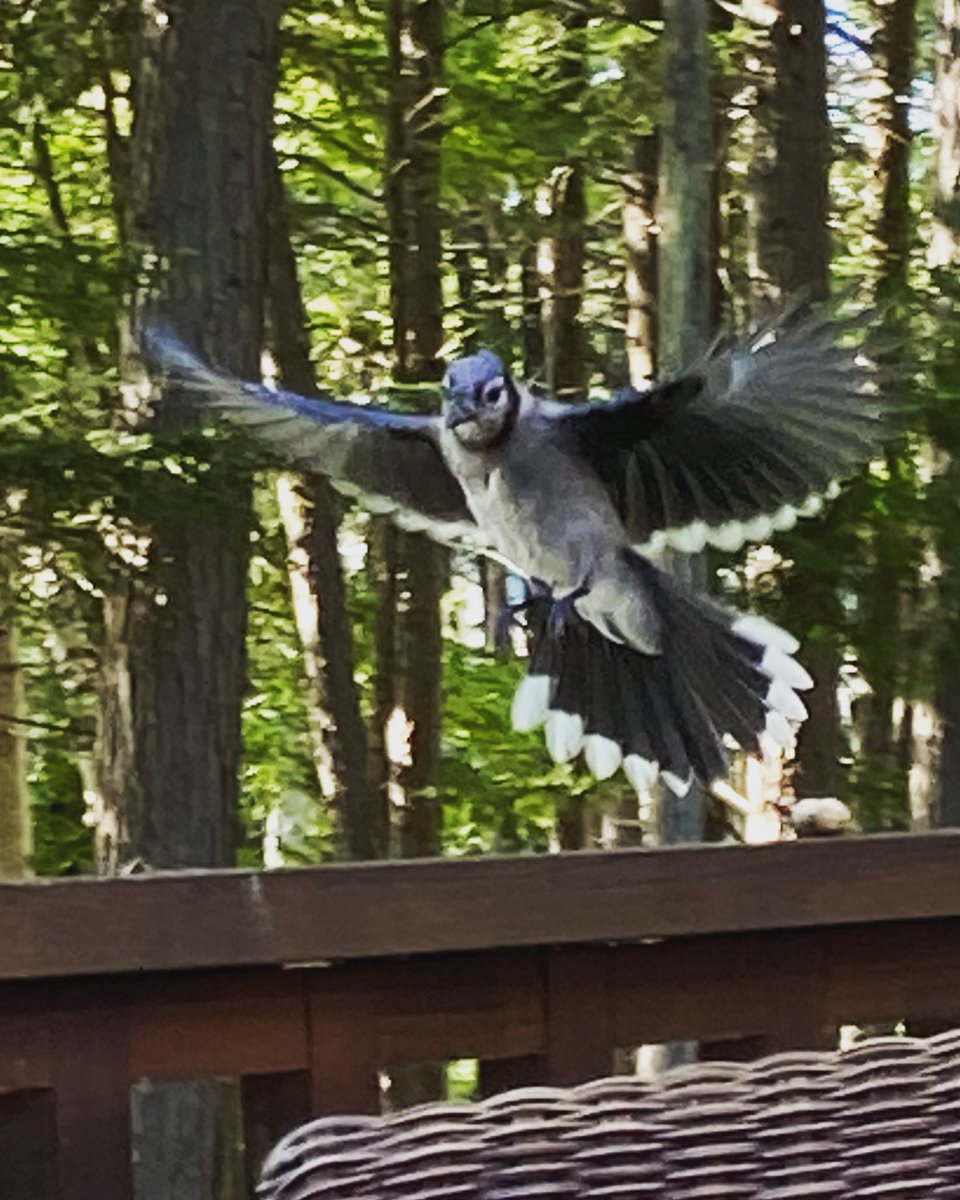steveslacker's tweet photo. The #SlackPack is away at a cottage for the weekend. We’ve been feeding peanuts to the local blue jays and I can’t believe I was able to snap this pic of one coming in for a treat https://t.co/yyrQ1lLdMq