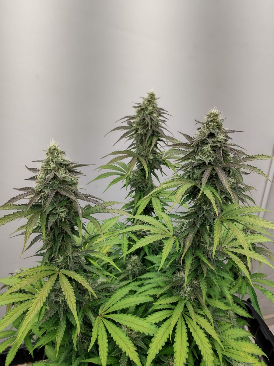 SeedsmanSeeds's tweet photo. 🌱 Do you have a small space to grow? No problem, we have the perfect strain for you! Seedsman OG Kush Auto is an Indica dominant plant whose maximum height reaches a little over a meter tall. https://t.co/lfZM5v8DkB 

👨‍🌾 Sixgrower

#summerselection #seedsmanseeds https://t.co/HVPFdQbnDS