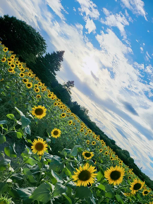 ひまわり畑を求めて昭和記念公園をタンデムする師弟。 