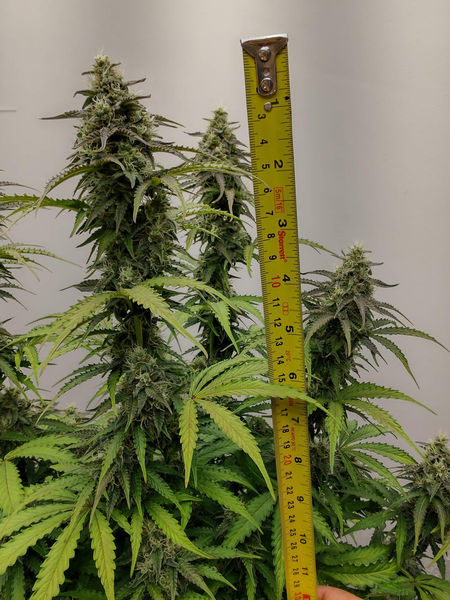 SeedsmanSeeds's tweet photo. 🌱 Do you have a small space to grow? No problem, we have the perfect strain for you! Seedsman OG Kush Auto is an Indica dominant plant whose maximum height reaches a little over a meter tall. https://t.co/lfZM5v8DkB 

👨‍🌾 Sixgrower

#summerselection #seedsmanseeds https://t.co/HVPFdQbnDS