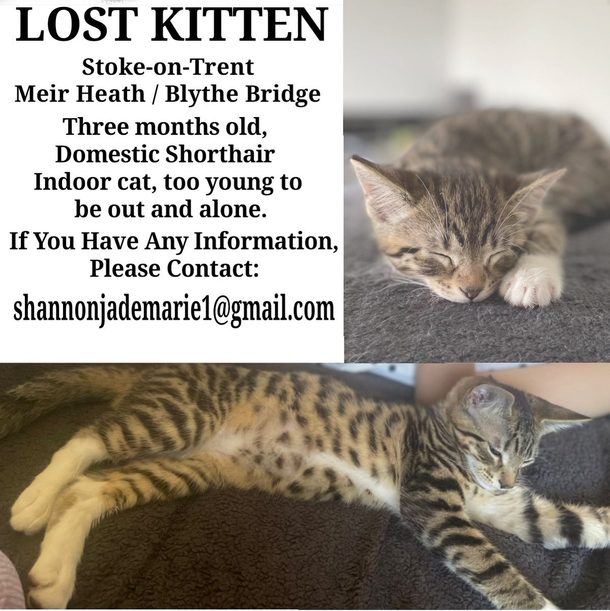 Please share of you are or have contacts near #StokeOnTrent #Staffordshire #MissingCatUK #MissingPetsUK #LostPetsUK