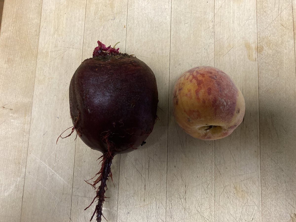 TigsMom ๐จ๐ฆ๐๐ (@general__mel) on Twitter photo 2022-08-13 15:22:42 Todays haulโฆ apparently I grow chonka beets!! #garden #GardeningTwitter #GardeningFun #veggies #fresh Todays haulโฆ apparently I grow chonka beets!! #garden #GardeningTwitter #GardeningFun #veggies #fresh