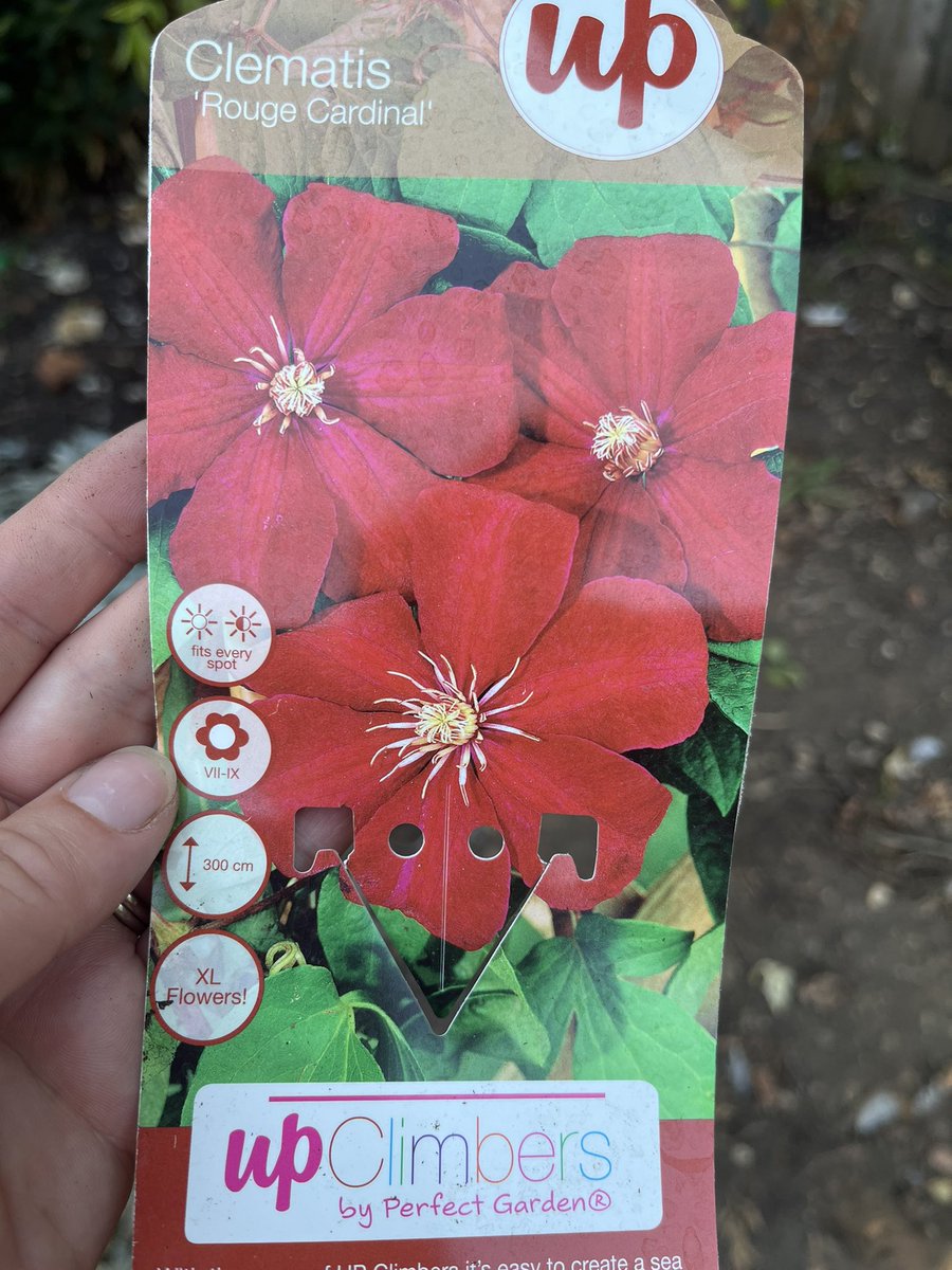 Frangellica's tweet photo. Second time this has happened to me buying plants from @TheRangeUK ! Bought this clematis and ended up with this! 🤢 Couldn’t get further apart if you tried! Not even the same group! Furious 😭 https://t.co/5VXcTU95gn