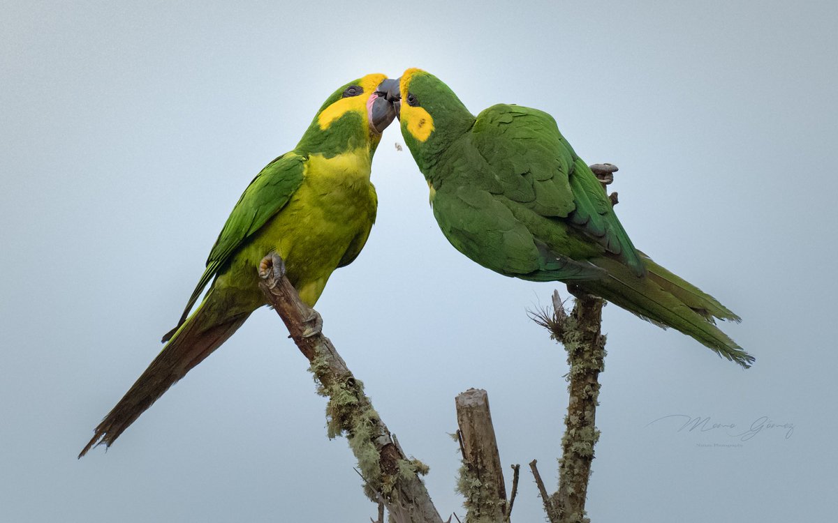 MemoGomezFoto's tweet photo. En peligro de extinción el Loro Orejiamarillo lucha con besos, caricias, rascadas, “apechiches”, entre otras por conservar la especie mientras algunos tumban los árboles donde se alimentan y las palmas de cera donde además casi exclusivamente anidan, parece que son monógamos. https://t.co/c3O7317HeT
