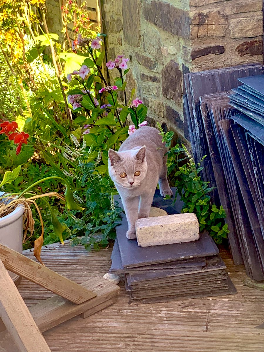 steve_r76's tweet photo. After a morning of work with @HarryDECarter and the team, Rupert has rather enjoyed being let out into the garden to explore and is definitely enjoying the (rare) North East sun and chasing flies! Iโm supervising with a beer and hoping he doesnโt run away!!!!! #firsttimeoutside https://t.co/SrEEMkAcT6