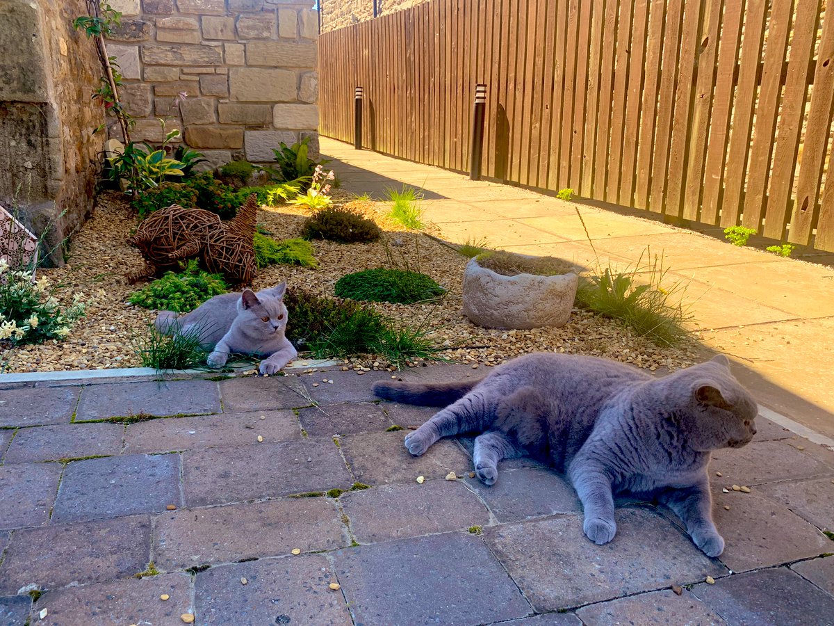 steve_r76's tweet photo. After a morning of work with @HarryDECarter and the team, Rupert has rather enjoyed being let out into the garden to explore and is definitely enjoying the (rare) North East sun and chasing flies! Iโm supervising with a beer and hoping he doesnโt run away!!!!! #firsttimeoutside https://t.co/SrEEMkAcT6