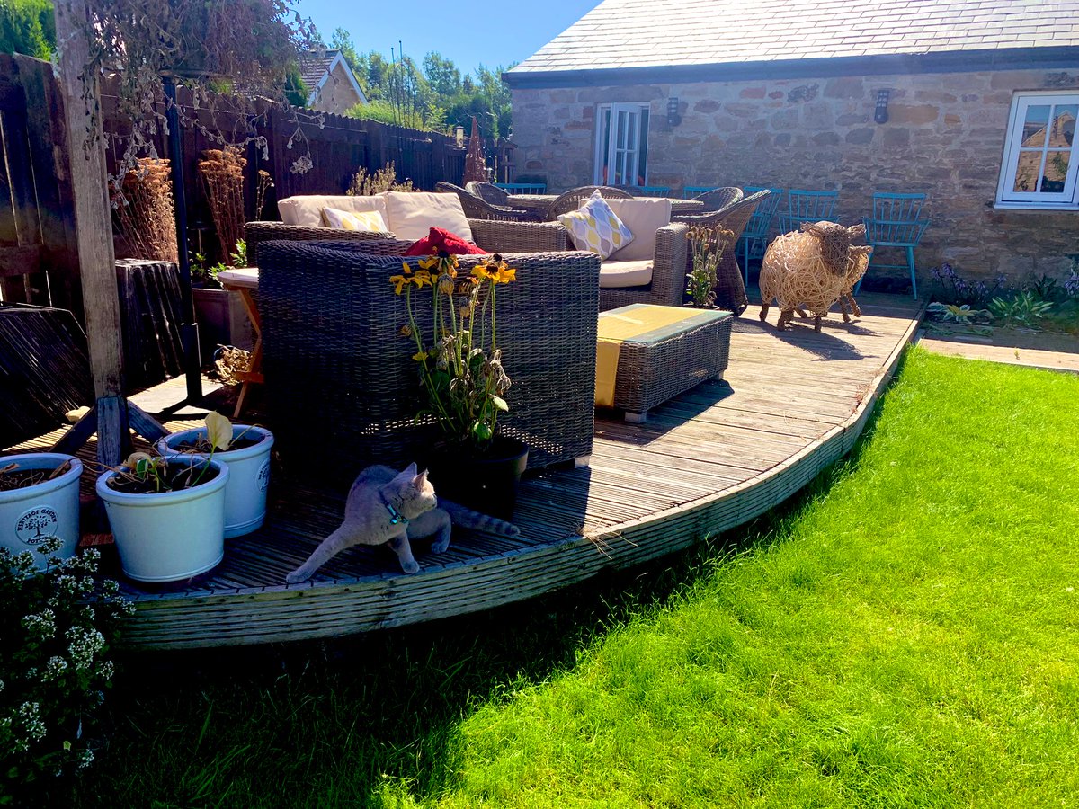 steve_r76's tweet photo. After a morning of work with @HarryDECarter and the team, Rupert has rather enjoyed being let out into the garden to explore and is definitely enjoying the (rare) North East sun and chasing flies! Iโm supervising with a beer and hoping he doesnโt run away!!!!! #firsttimeoutside https://t.co/SrEEMkAcT6